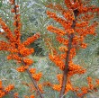 Открыт сезон сбора облепихи